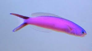 Tilefish: Purple