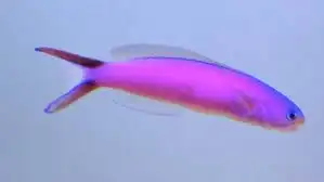 Tilefish: Purple