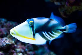 Trigger: Humu Humu; Fiji