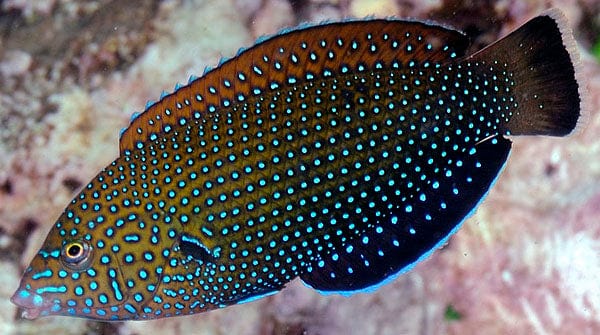 Wrasse: Bluespotted