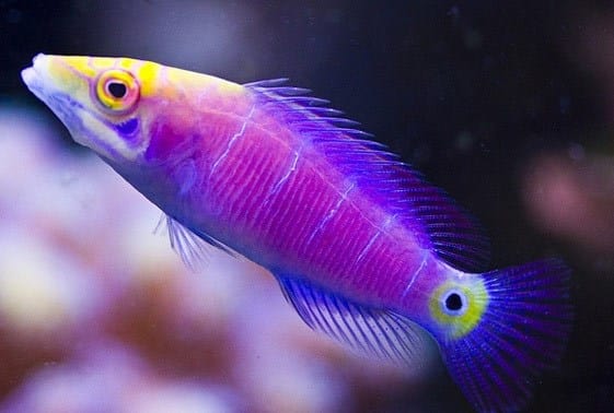 Wrasse: Five Bar Mystery; Mar.