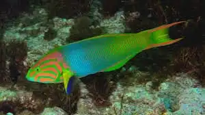 Wrasse: Lime Green (Sunset); Ma
