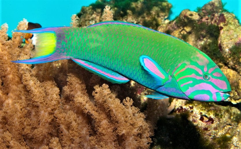 Wrasse: Lunare