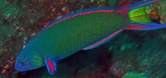 Wrasse: Lunare; Fiji