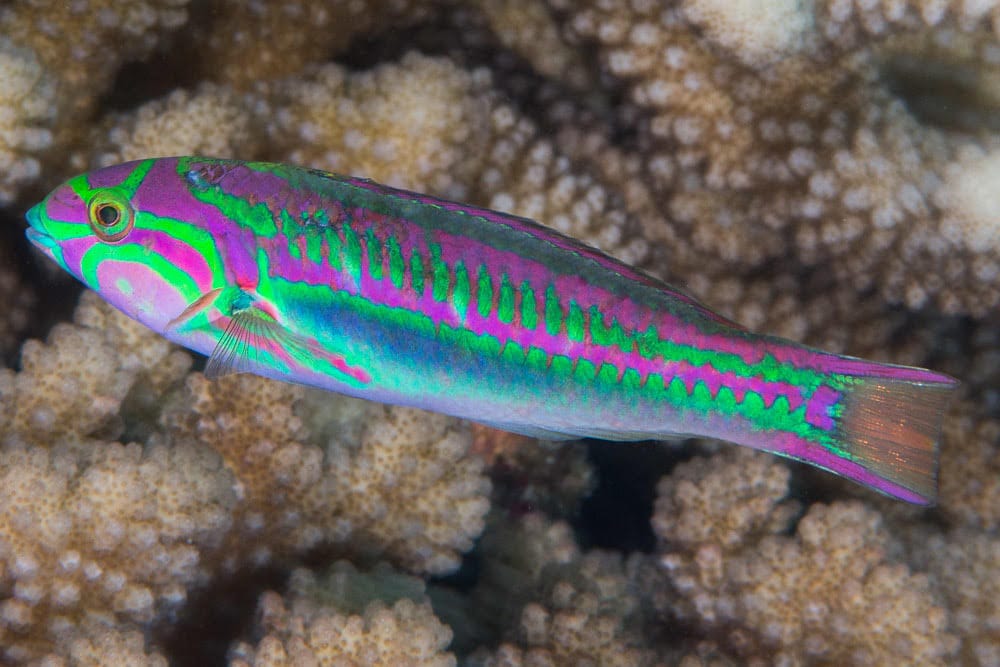 Wrasse: Rainbow