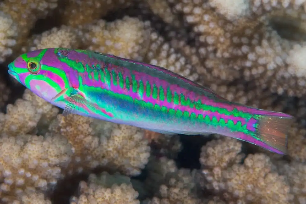 Wrasse: Rainbow