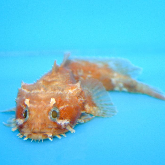 Misc. Fish: Toadfish; Orange; Atl.