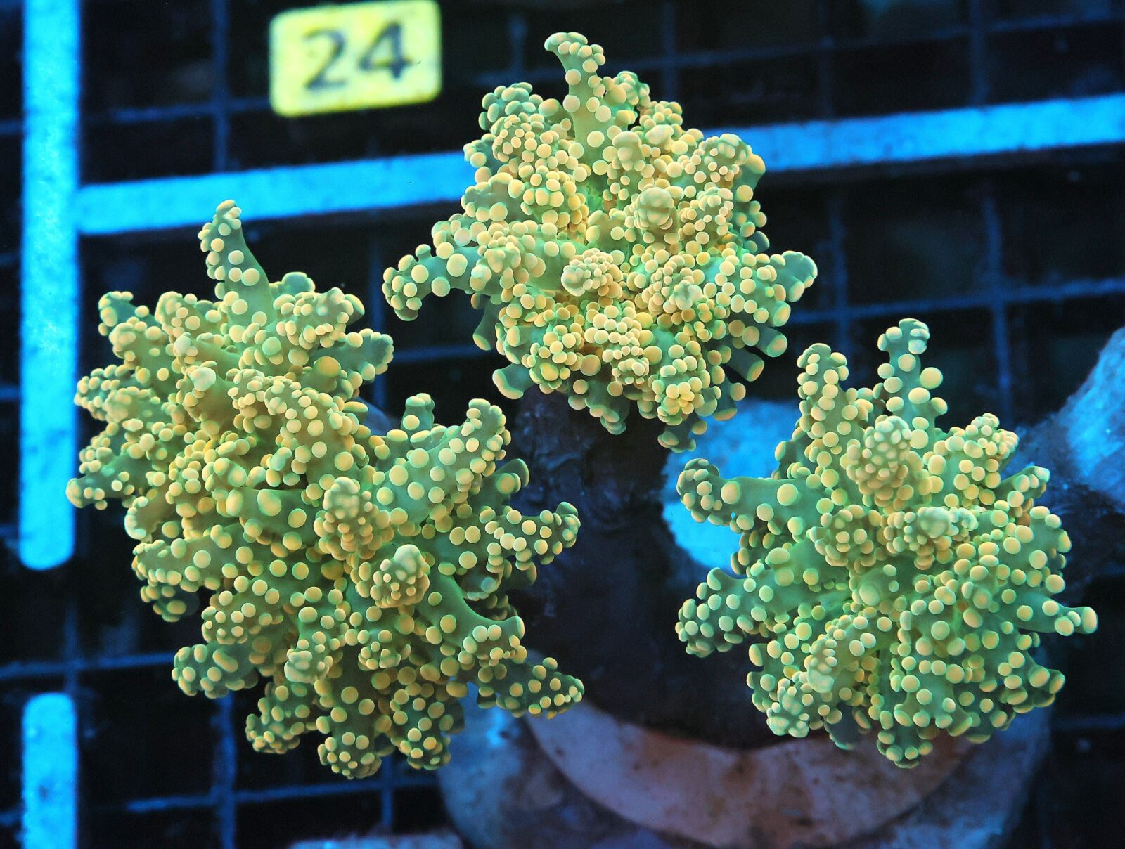 A19 -INDO FROGSPAWN BRANCH CITRUS BOMB 4 HEAD
