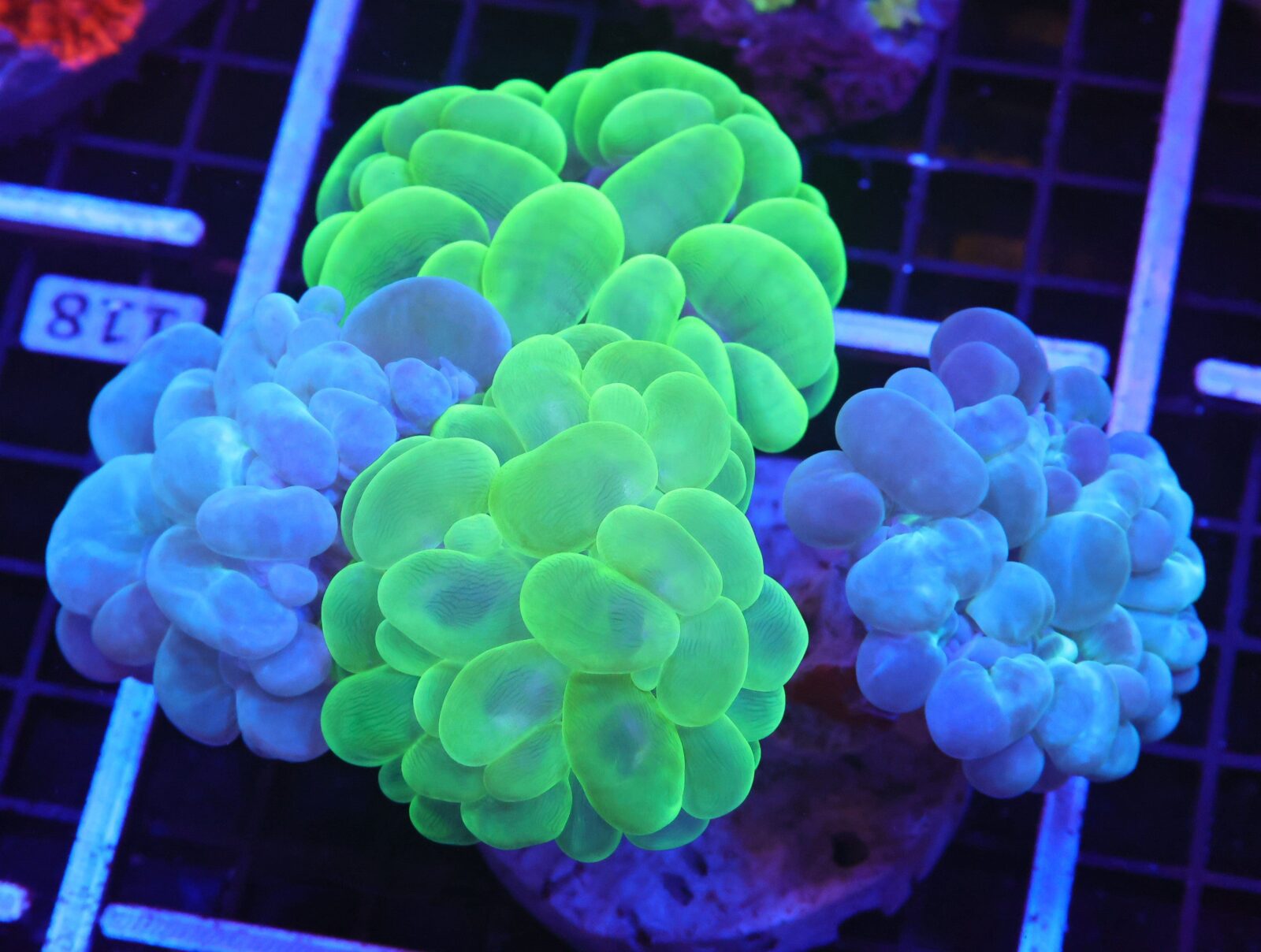 B117 - INDO BRANCHING BUBBLE CORAL TWO TONE