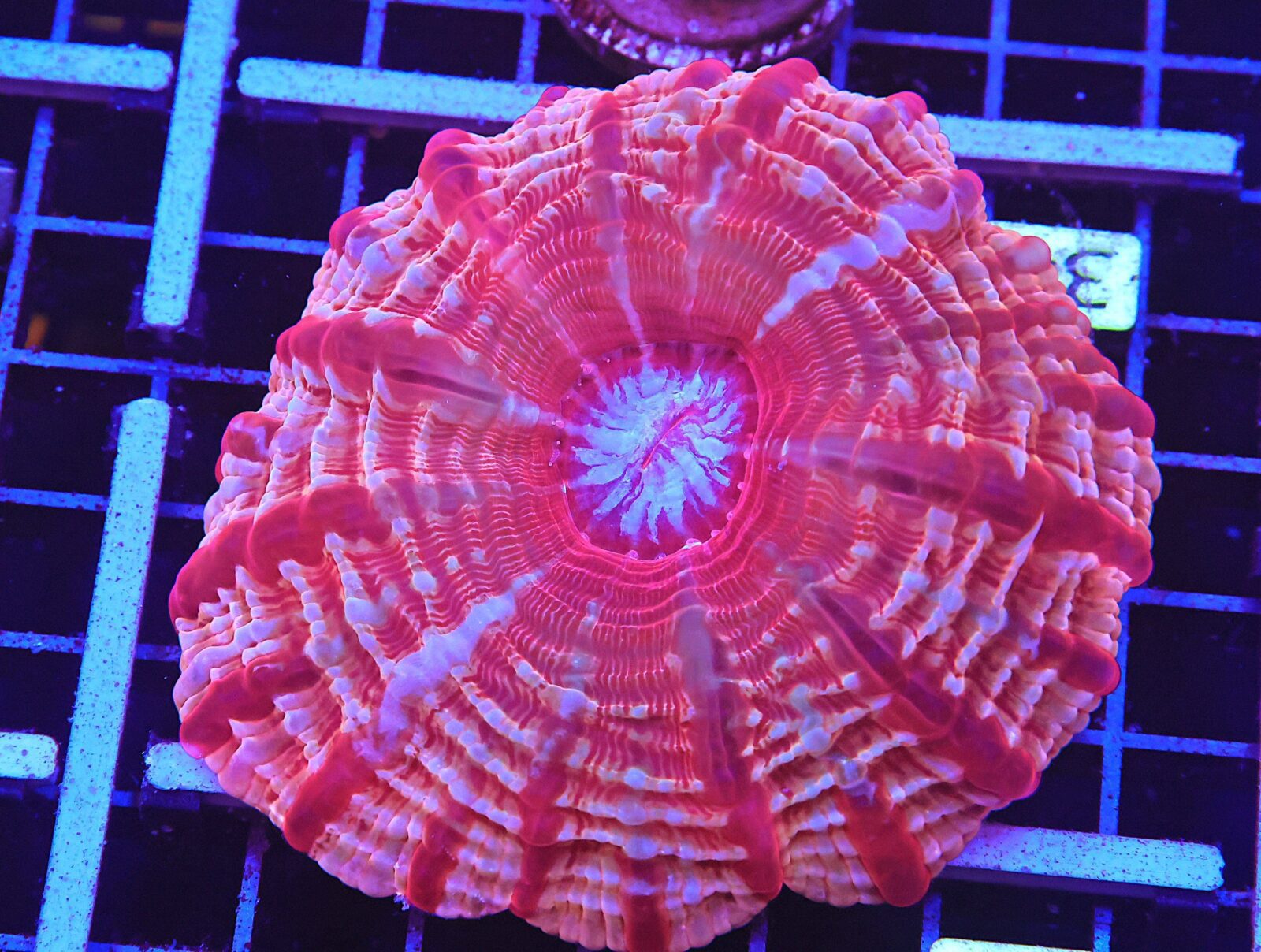 B34 -INDO CYNARINA STRIPED QUEEN OF HEARTS