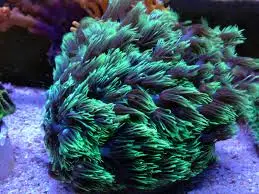 LPS: Goniopora Coral; Metallic