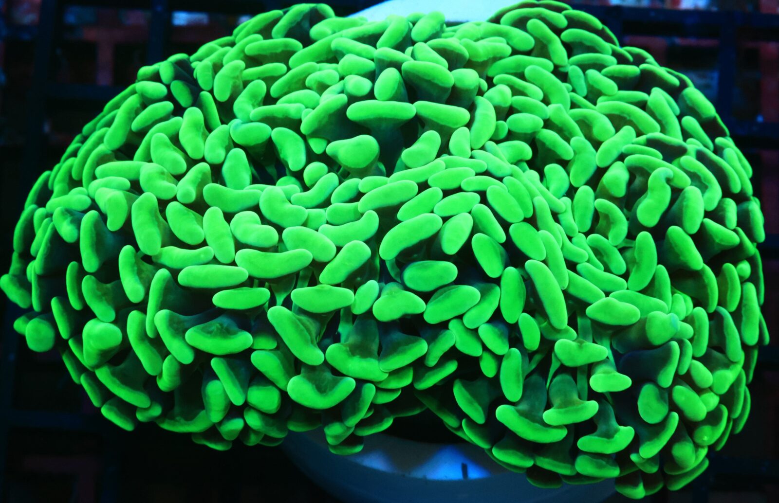LPS: Hammer Coral; Wall Metallic