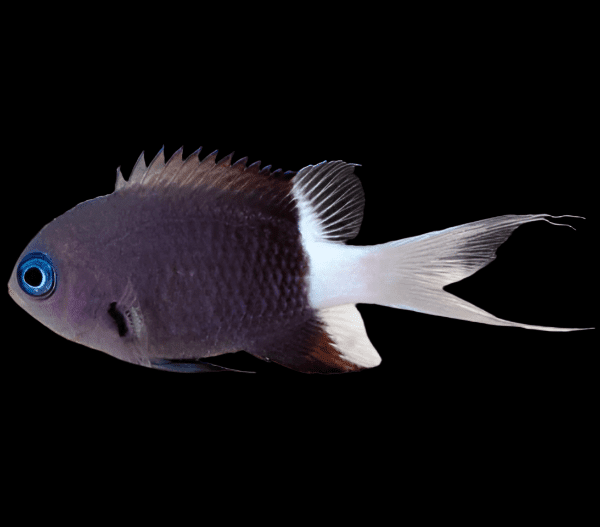 Damsel: Bicolor Chromis
