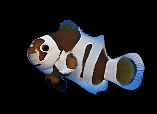 Clown: Mocha Storm Ocell; C.B.
