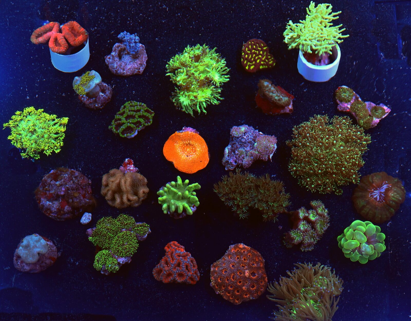 Pack: Bulk Coral Pk Mix s-sm