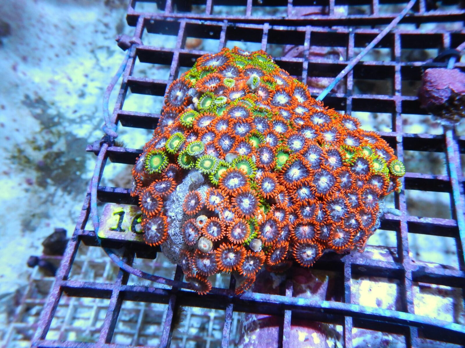 Polyp: Colony Rock (Zoa);Orange Super
