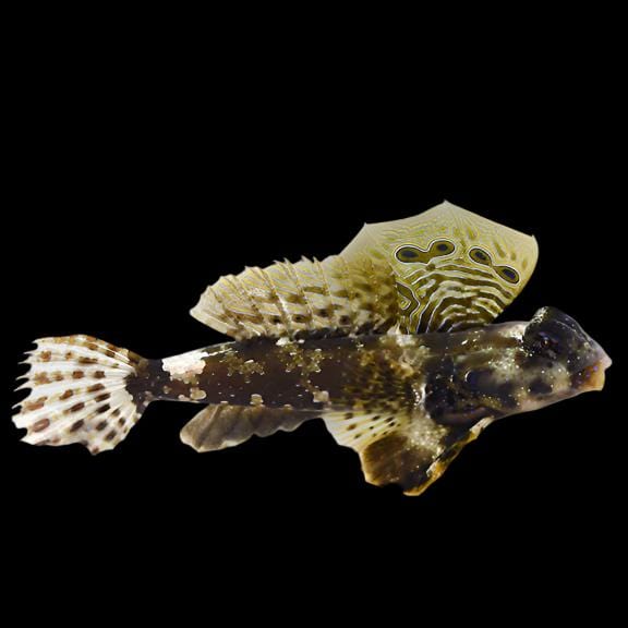 Blenny: Scooter