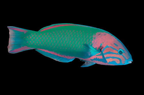 Sunset Wrasse; Costa Rica