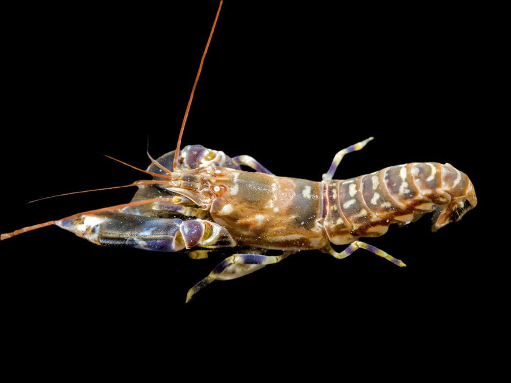 Shrimp: Pistol; Tiger