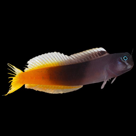 Blenny: Bicolor; Male