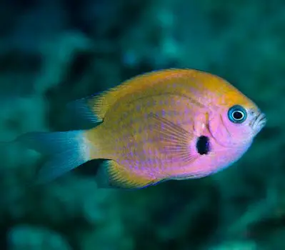 Chromis