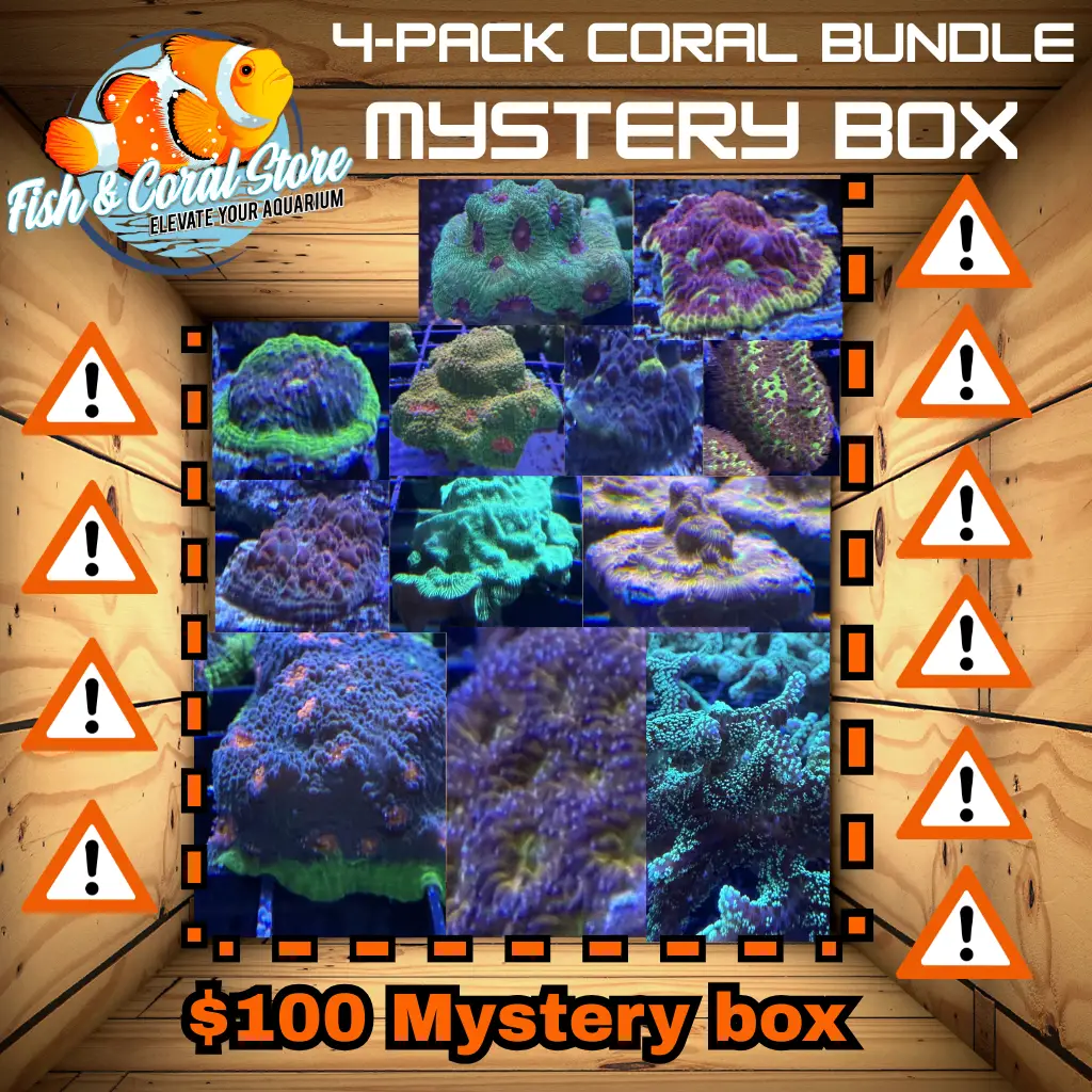 Beginner Mystery Coral 4-Pack