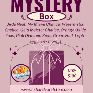 Beginner Mystery Coral 4-Pack