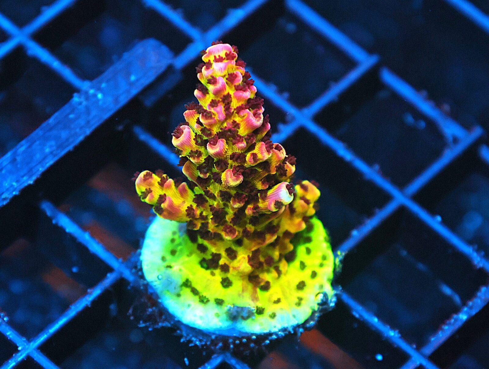 SDC Acro: Purple Planet Cult