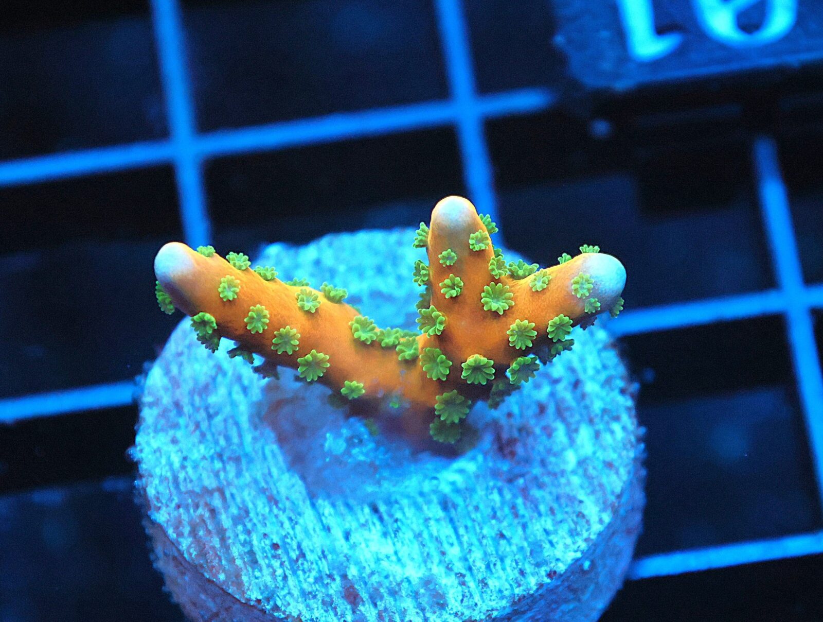 SDC Anacropora: Tropicana