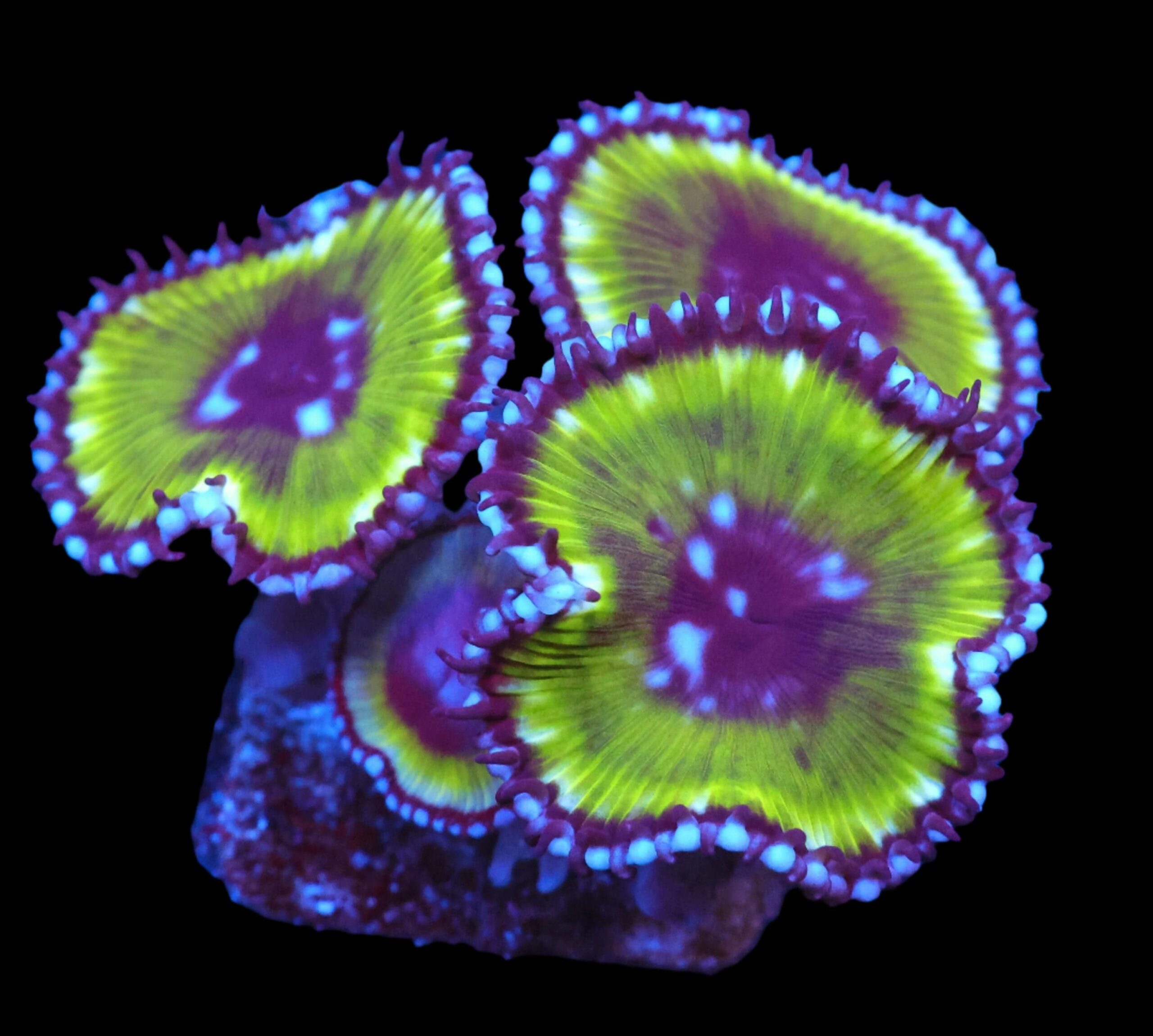SDC Polyp: Grandis Palythoa