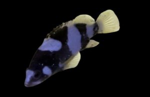 Grouper: Lanceolatus; C.B.