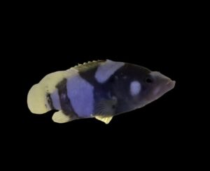 Grouper: Lanceolatus; C.B.