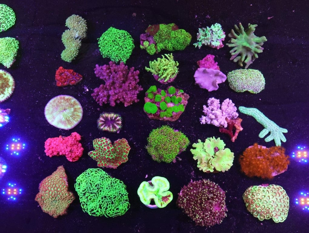 Pack: Blk Coral Pk Mix m-ml