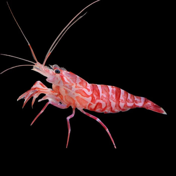 Shrimp: Kuekenthals Cleaner