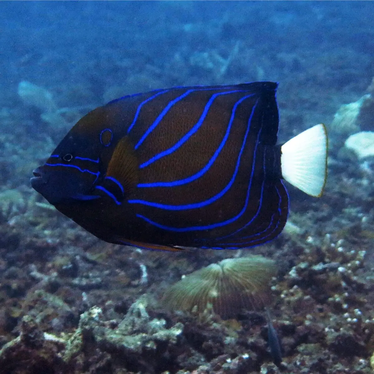 Annularis Angelfish pictured in reef