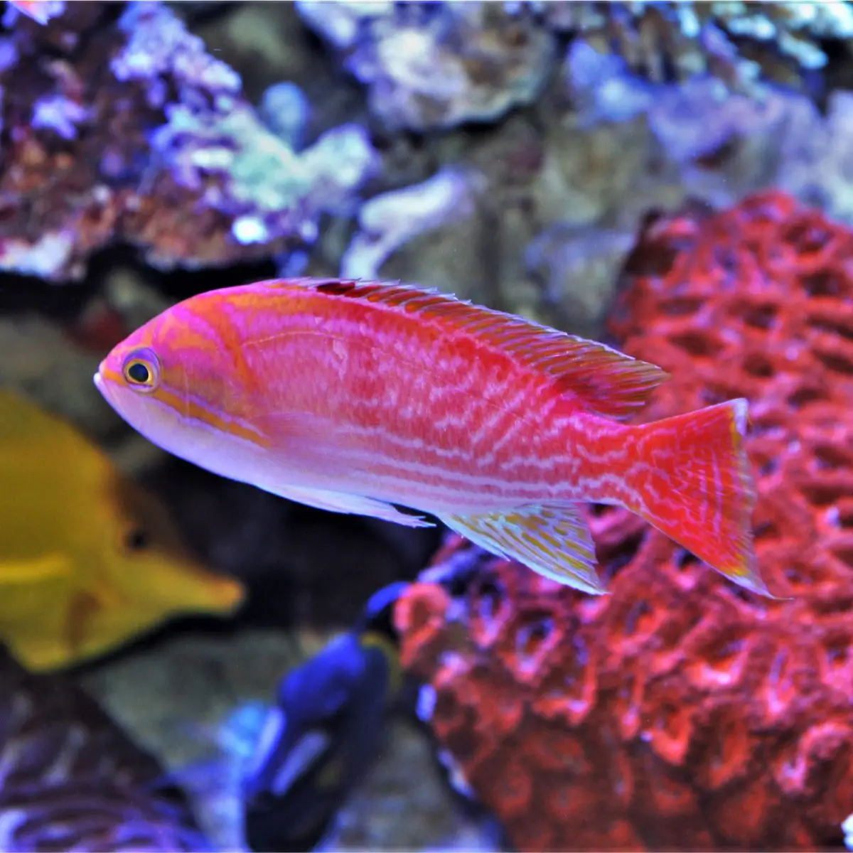 Bimaculatus Anthias swimming