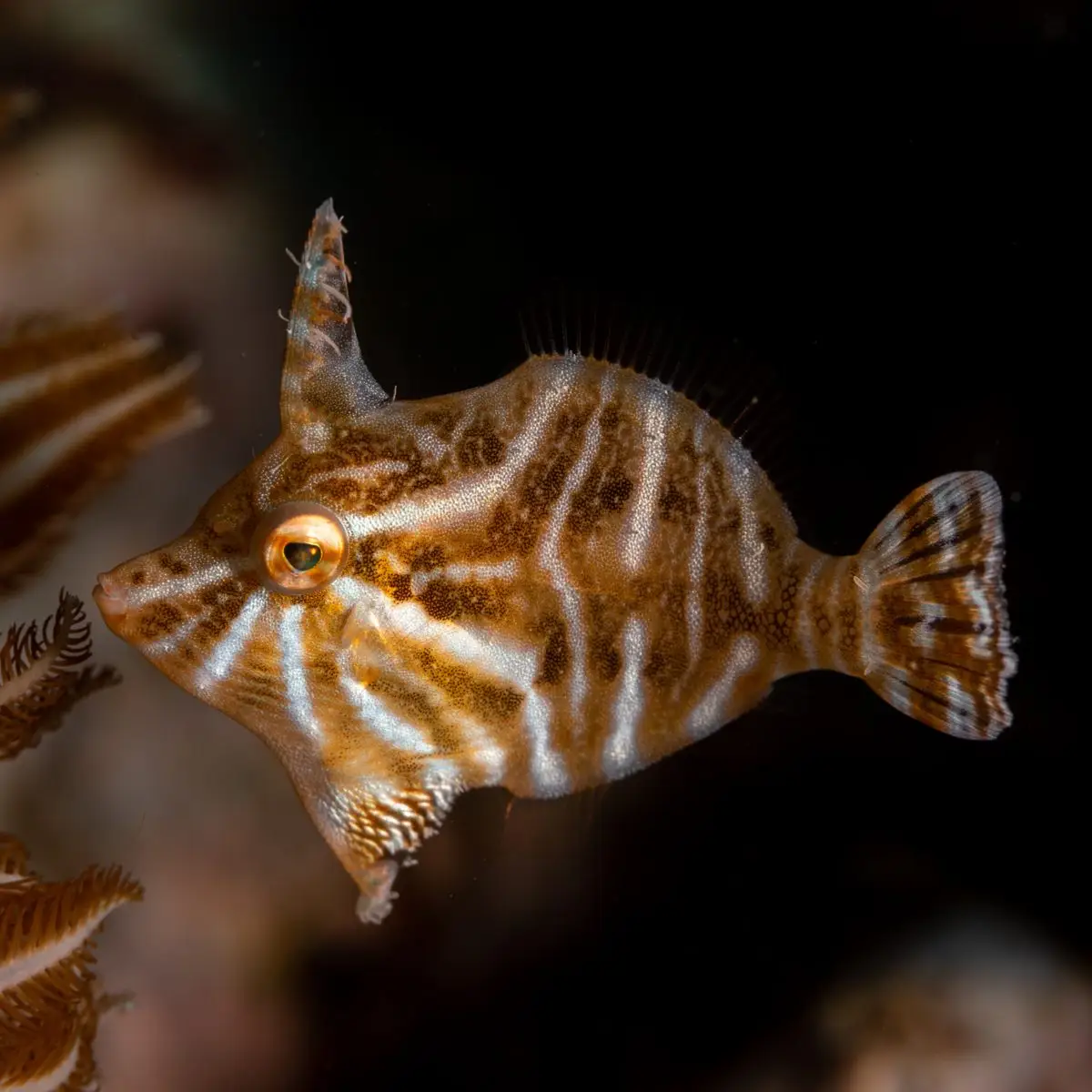 Fliefish