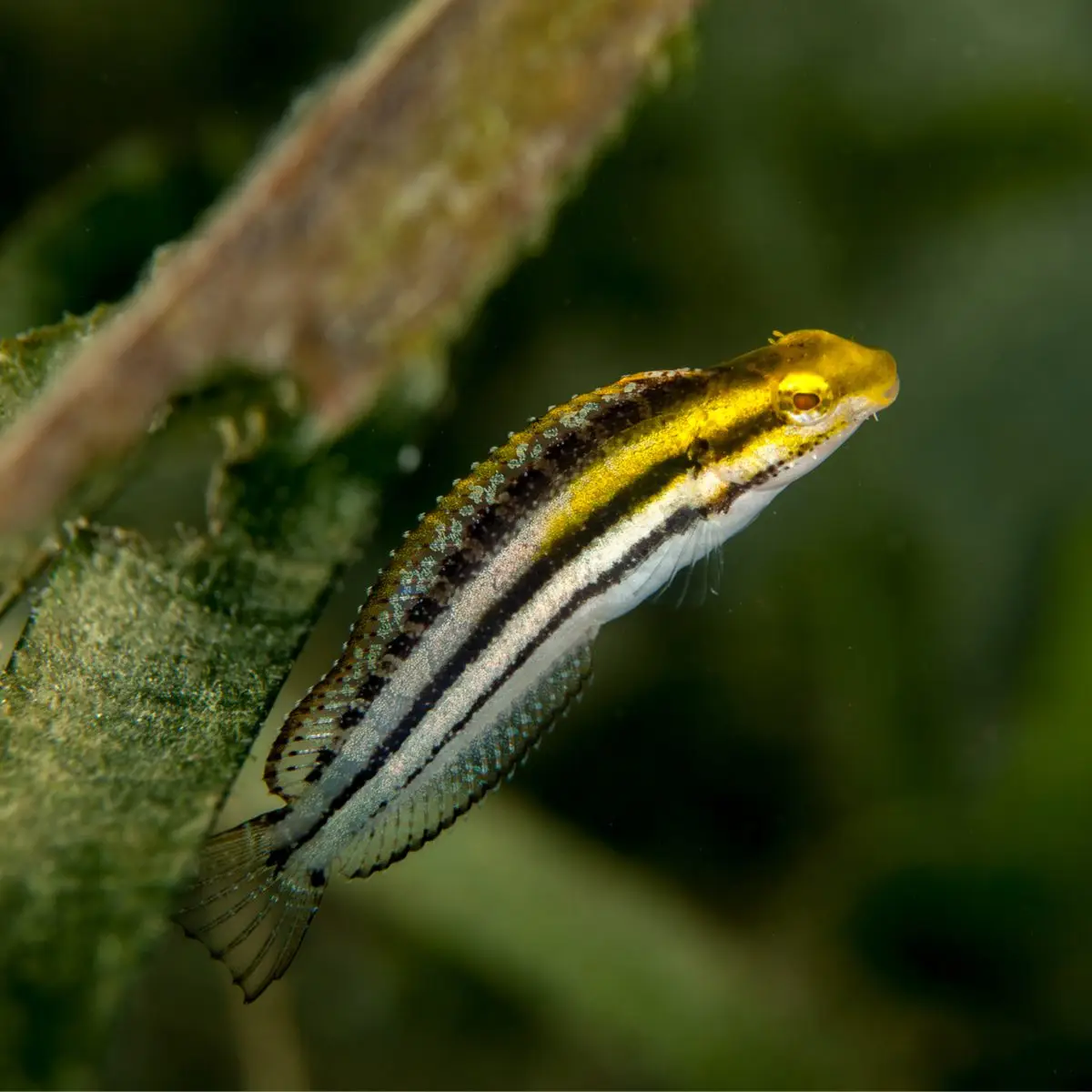 Striped Blenny swimming