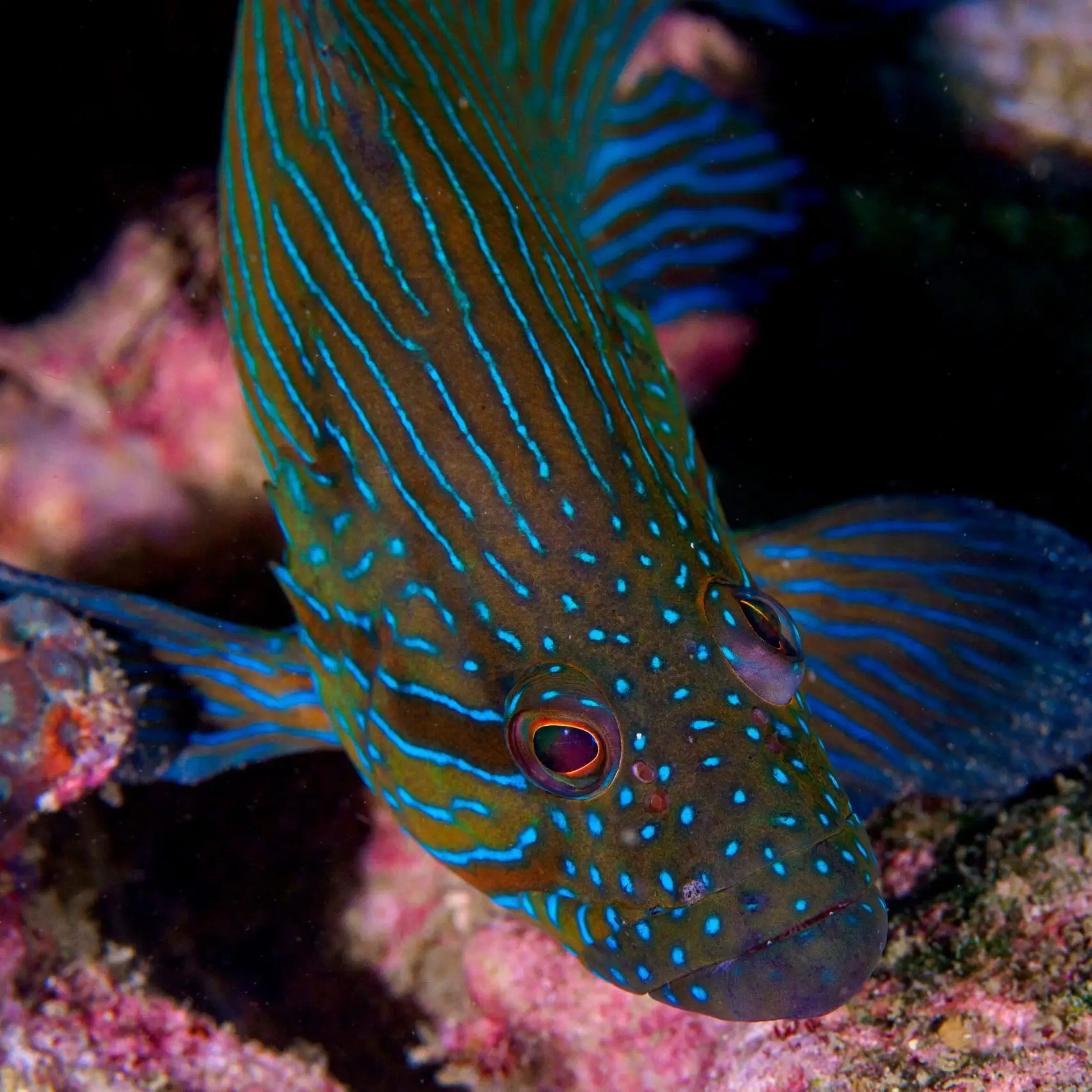 Groupers
