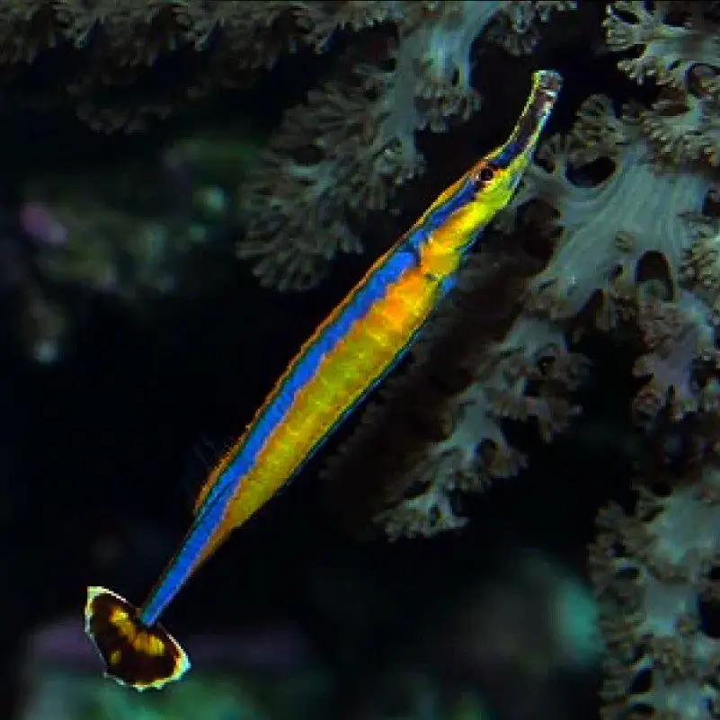 Pipefish