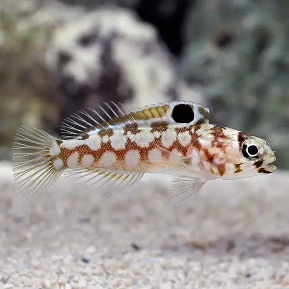 Jawfish