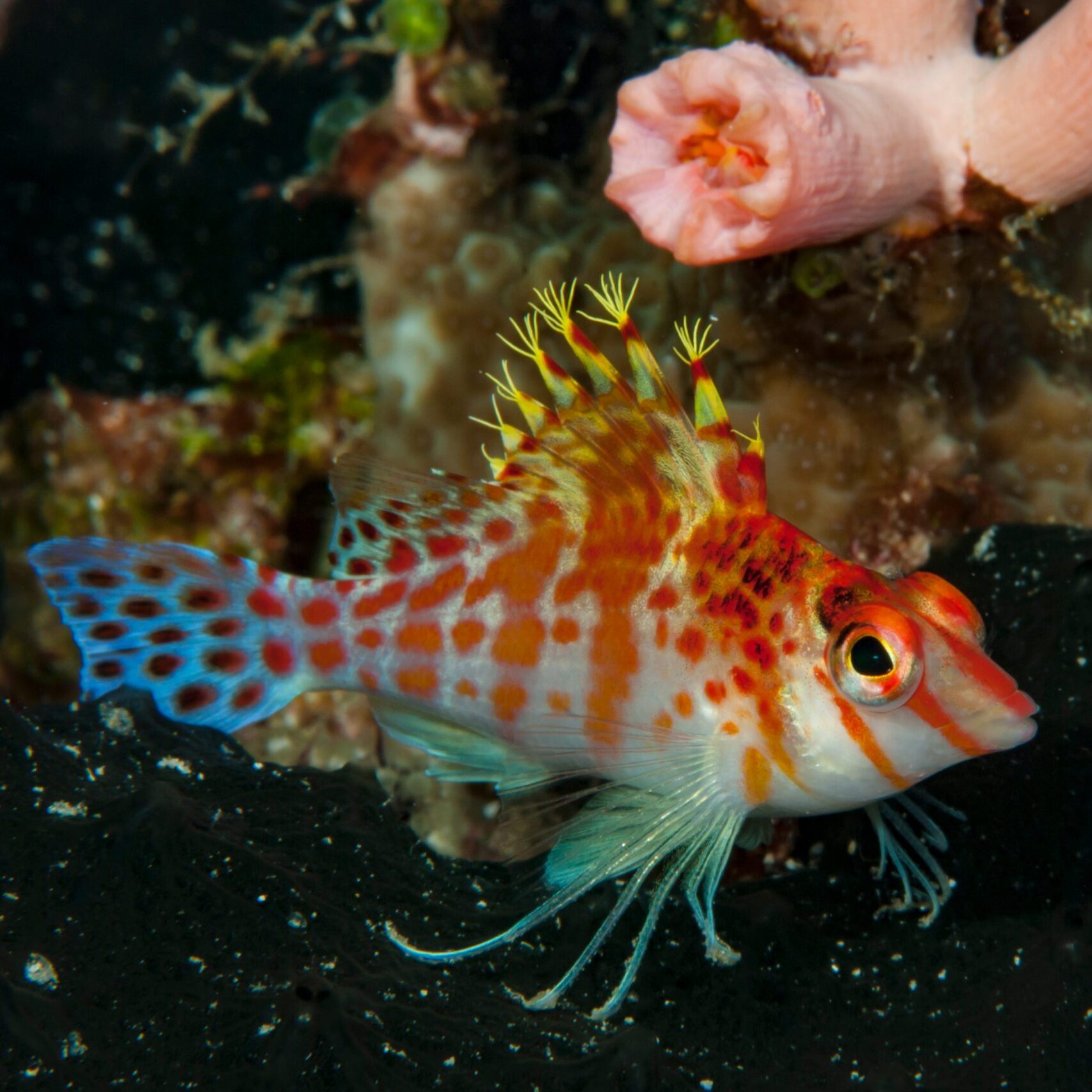 Hawkfish