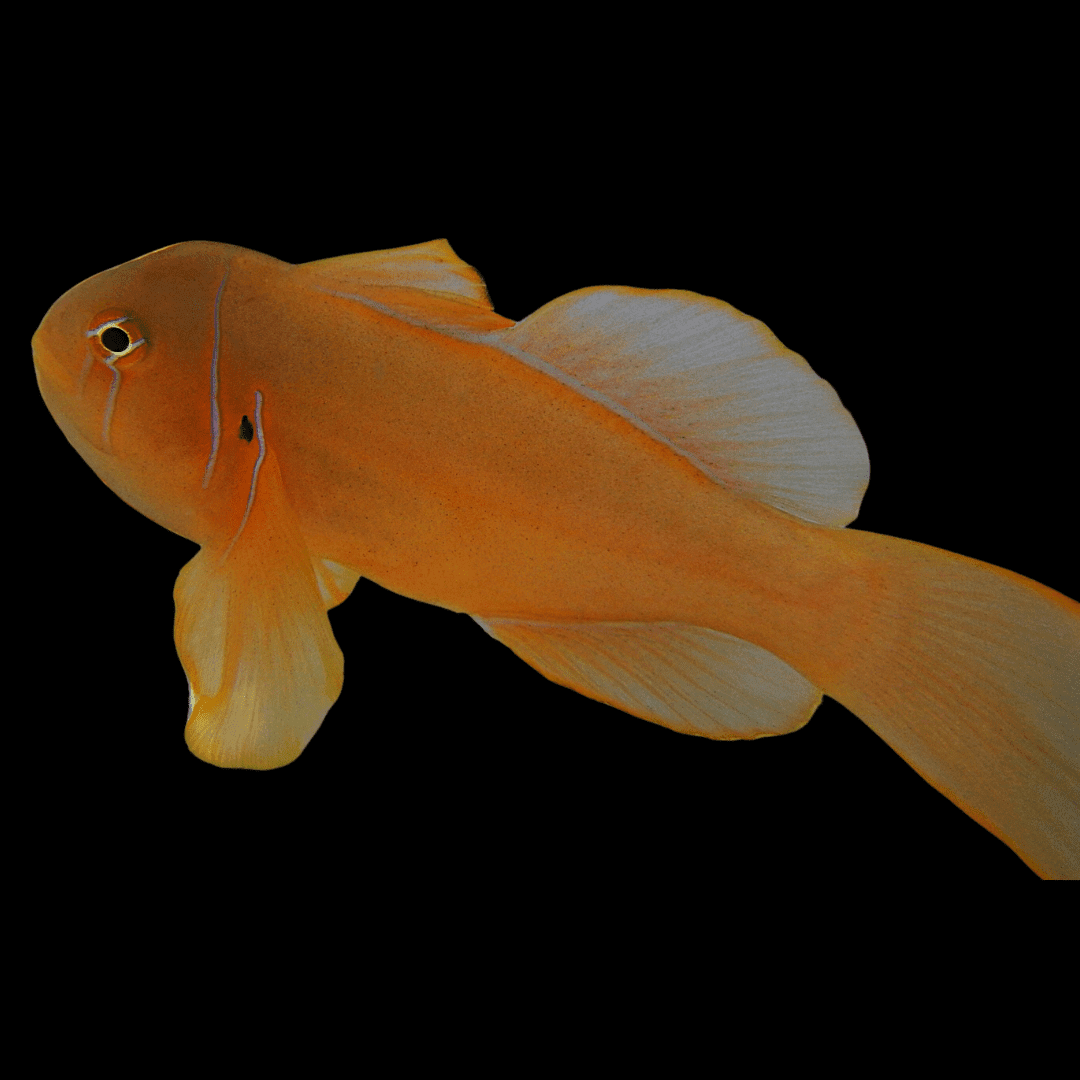 Goby: Citron Clown; Yellow;Fiji