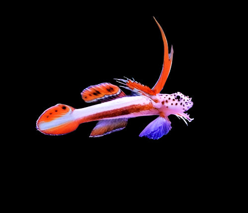 Goby: Flaming Prawn