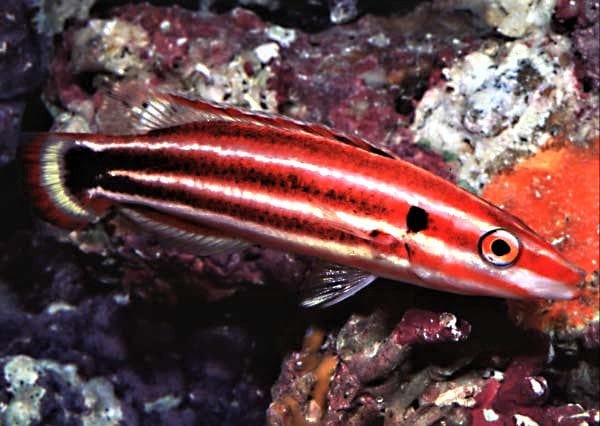 Hogfish: Masudas