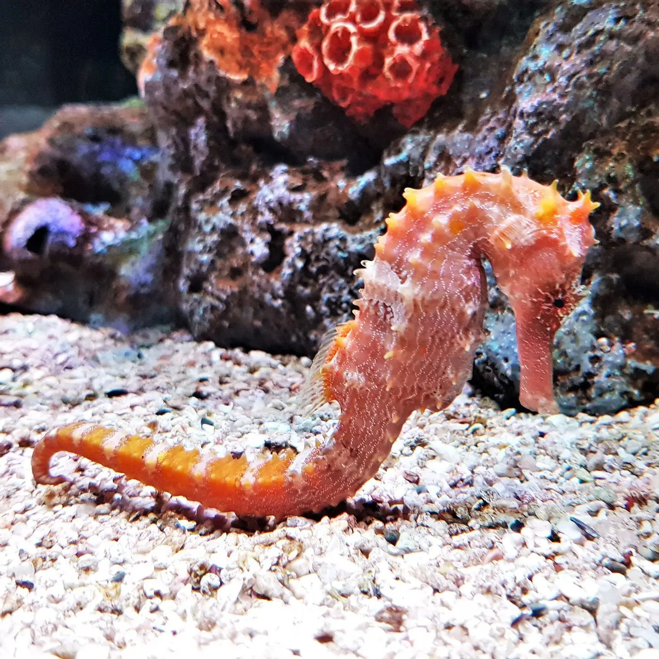 Seahorses