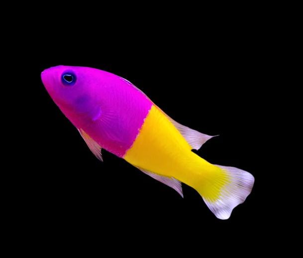 Pseudo: Bicolor chromis