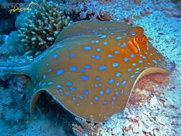 Stingray: Blue Spot; Round