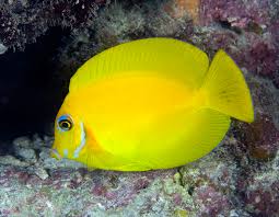 Tang: Lemonpeel Mimic; Fiji