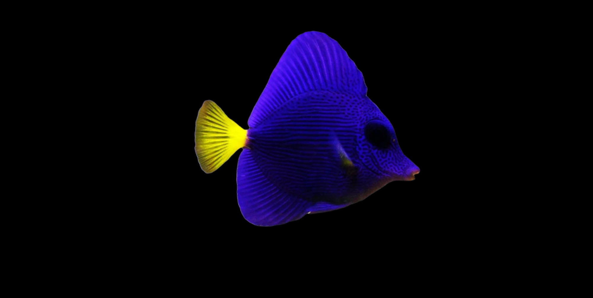 Tang: Purple